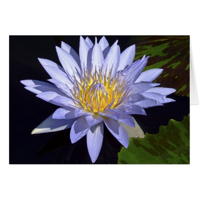 Blue Vatten Lily Card Hälsningskort (Framsidan Horizontal)