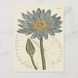Blue Vatten Lily Illustration Vykort