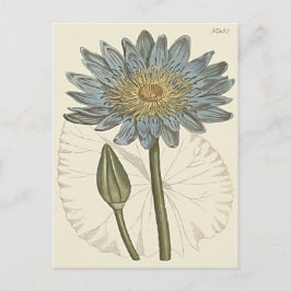 Blue Vatten Lily Illustration Vykort