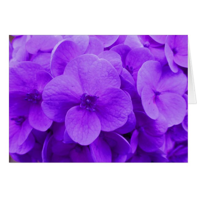 Blue Violet Hydrangea Hälsningskort (Framsidan Horizontal)