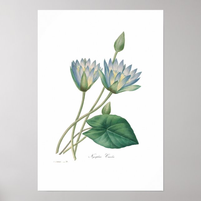 Blue Waterlily Poster (Framsidan)