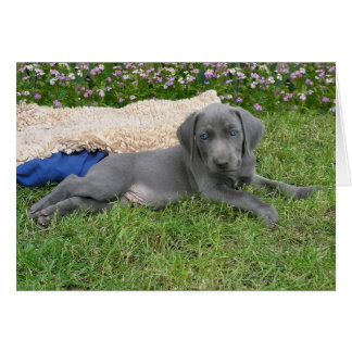 Blue Weimaraner Puppy Hälsningskort