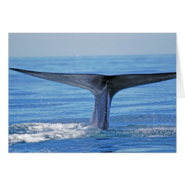 Blue Whale Fluke Hälsningskort (Framsidan Horizontal)