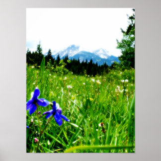 Blue Wildblommor by Mountain Peaks Poster