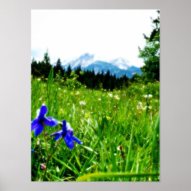 Blue Wildblommor by Mountain Peaks Poster (Framsidan)