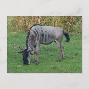 Blue Wildebeest #1-vykort Vykort