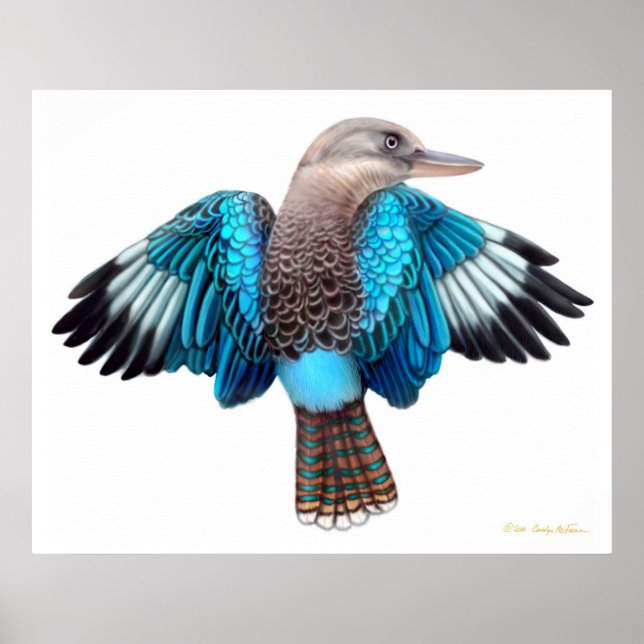 Blue Winged Kookaburra Skriv ut Poster (Framsidan)