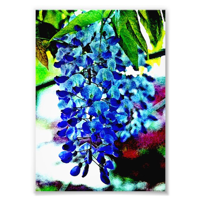 Blue Wisteria Fototryck (Framsidan)