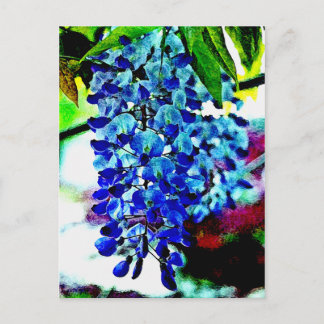 Blue Wisteria Vykort