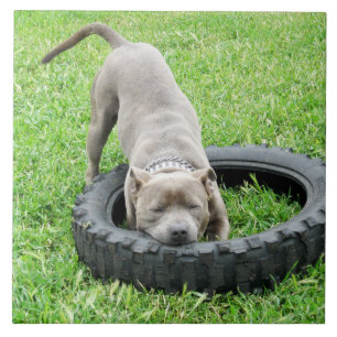 Blue Young Stafford Bull Terrier Kakelplatta