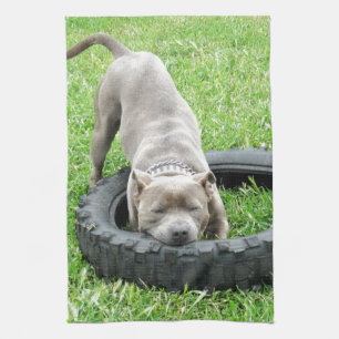 Blue Young Stafford Bull Terrier Kökshandduk