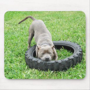 Blue Young Stafford Bull Terrier Musmatta