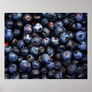 Bluebär Canvas Poster