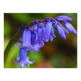 Bluebell Flower Fototryck