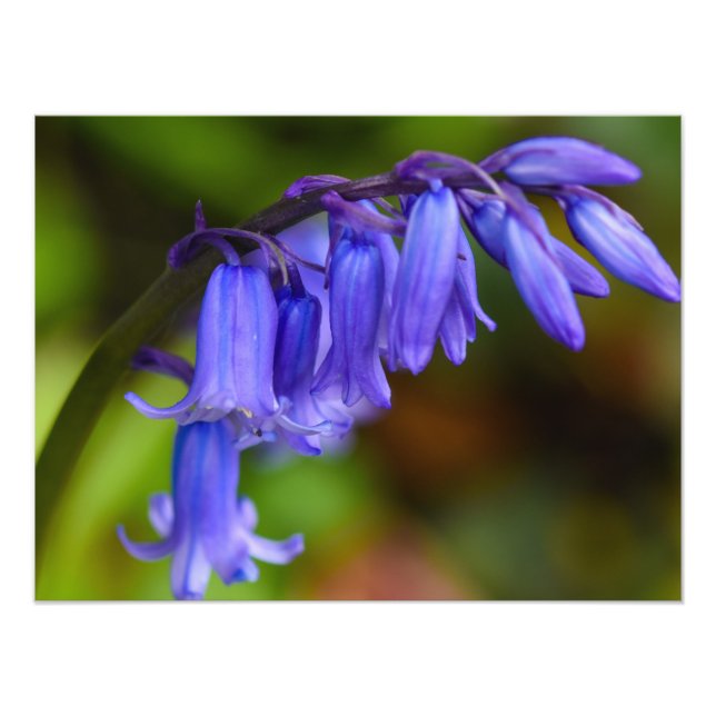 Bluebell Flower Fototryck (Framsidan)