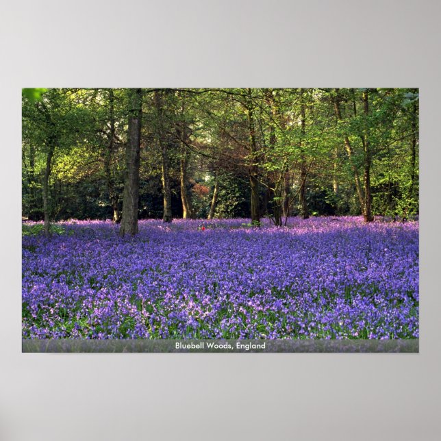 Bluebell Skogen, England Poster (Framsidan)