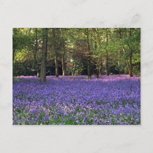 Bluebell Skogen, England Vykort