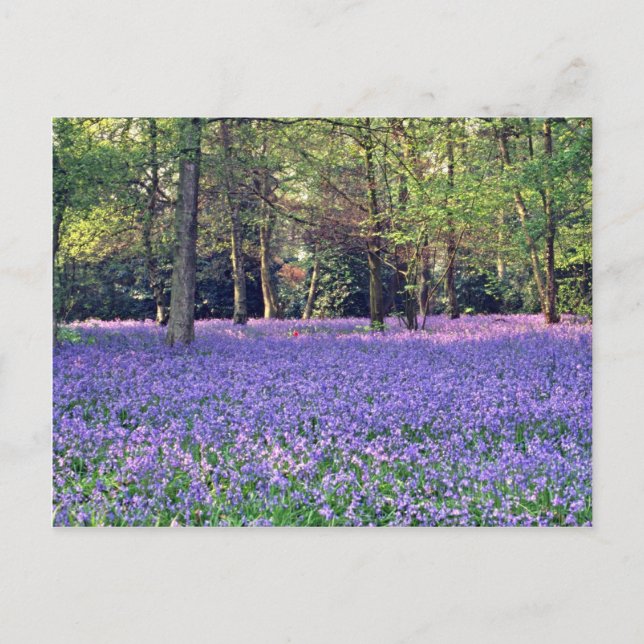 Bluebell Skogen, Englands blommor Vykort (Framsida)