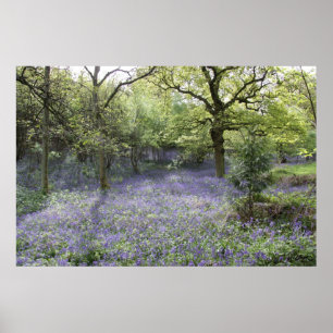 Bluebell Skogen II Poster