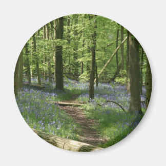 Bluebell skogen magnet