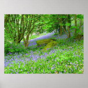 Bluebell Skogen Poster