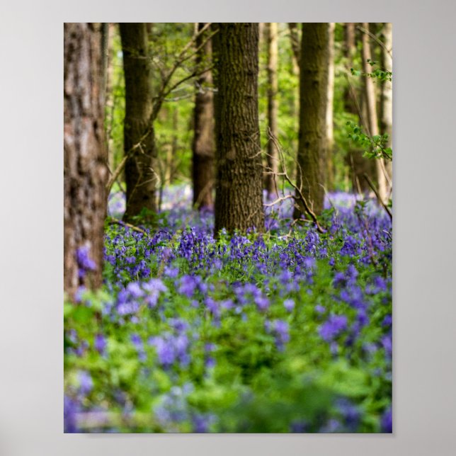 Bluebell Skogen Poster (Framsidan)