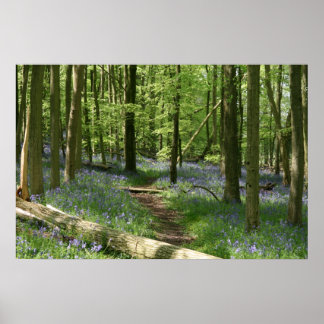 Bluebell Skogen Poster