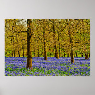 Bluebell Skogen Vår blommor Grays Court Poster