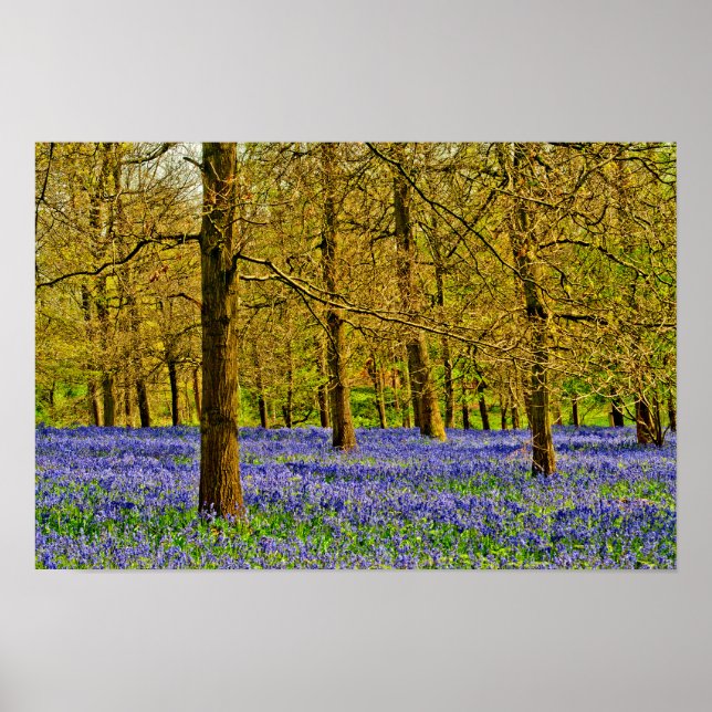 Bluebell Skogen Vår blommor Grays Court Poster (Framsidan)