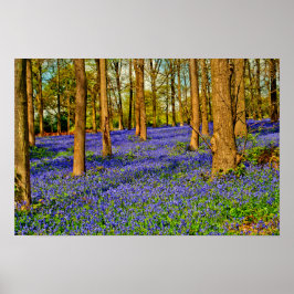 Bluebell Skogen Vår blommor Grays Court Poster