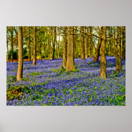 Bluebell Skogen Vår blommor Grays Court Poster