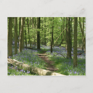 Bluebell skogen vykort
