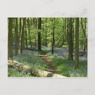 Bluebell skogen vykort