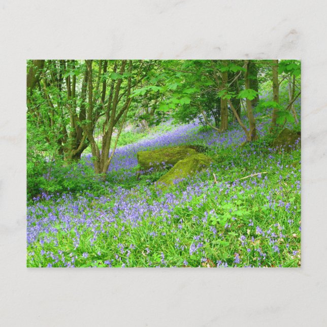 Bluebell Skogen Vykort (Framsida)