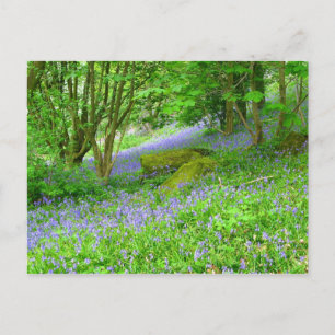Bluebell Skogen Vykort