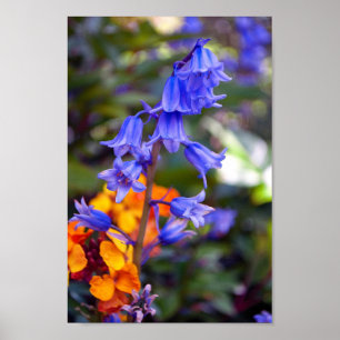Bluebell Vår blommor Hyacinthoides Poster