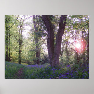 Bluebell Walk Poster