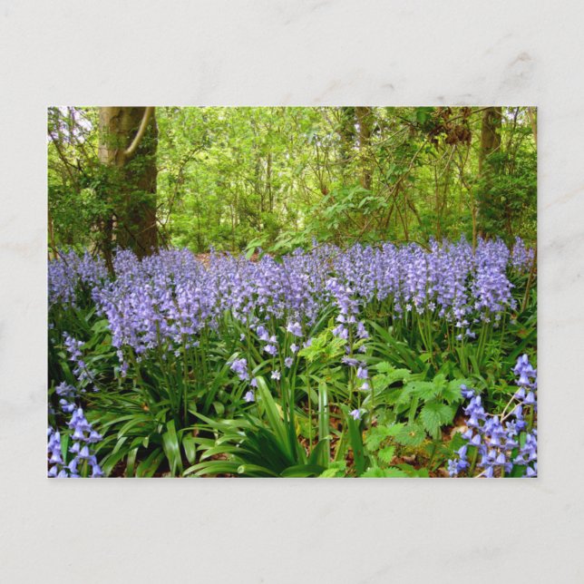 BLUEBELL WOOD ~ POSTCARD VYKORT (Framsida)