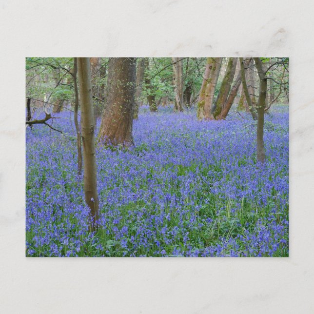 Bluebell Wood Postcard Vykort (Framsida)