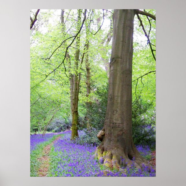 Bluebell wood poster (Framsidan)
