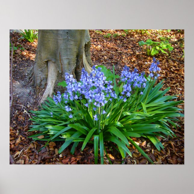 BLUEBELL WOOD ~ Poster nr 10 (Framsidan)