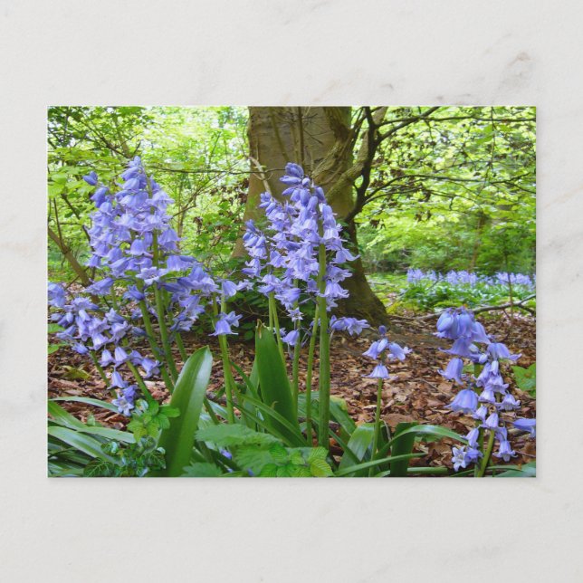 BLUEBELL WOOD ~ vykort nr 3 (Framsida)