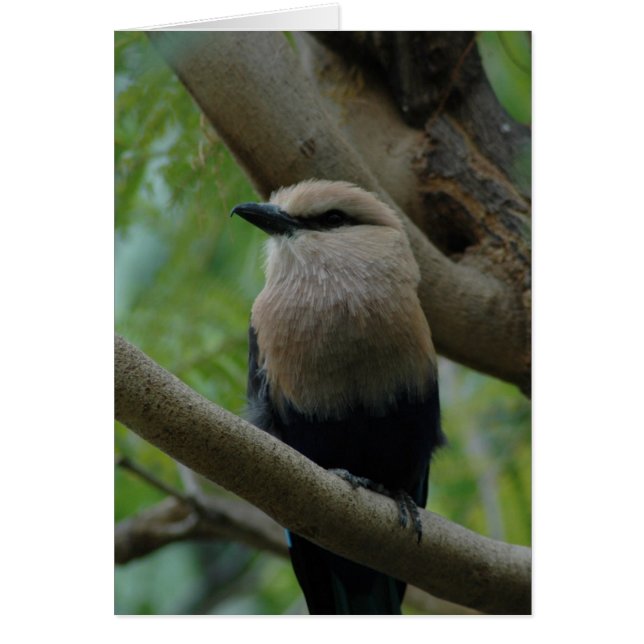 Bluebellied Roller OBS Kort (Framsidan)