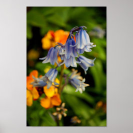 Bluebells Bluebell Vår blommor Hyacinthoides Poster