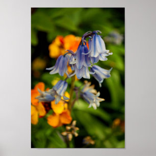 Bluebells Bluebell Vår blommor Hyacinthoides Poster