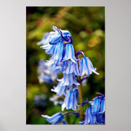 Bluebells Bluebell Vår blommor Poster