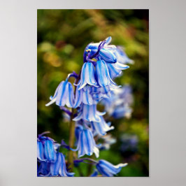 Bluebells Bluebell Vår blommor Poster