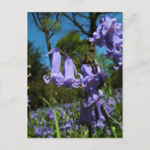 Bluebells, Essex, England - vykort