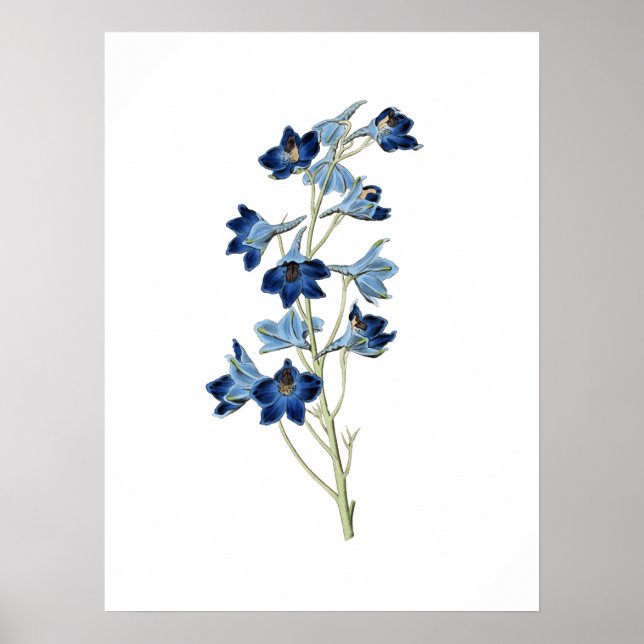 Bluebells Flowers Botanical Vintage Illustration Poster (Framsidan)