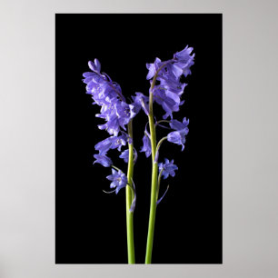 Bluebells, från just Skogen jag Skapat! Poster